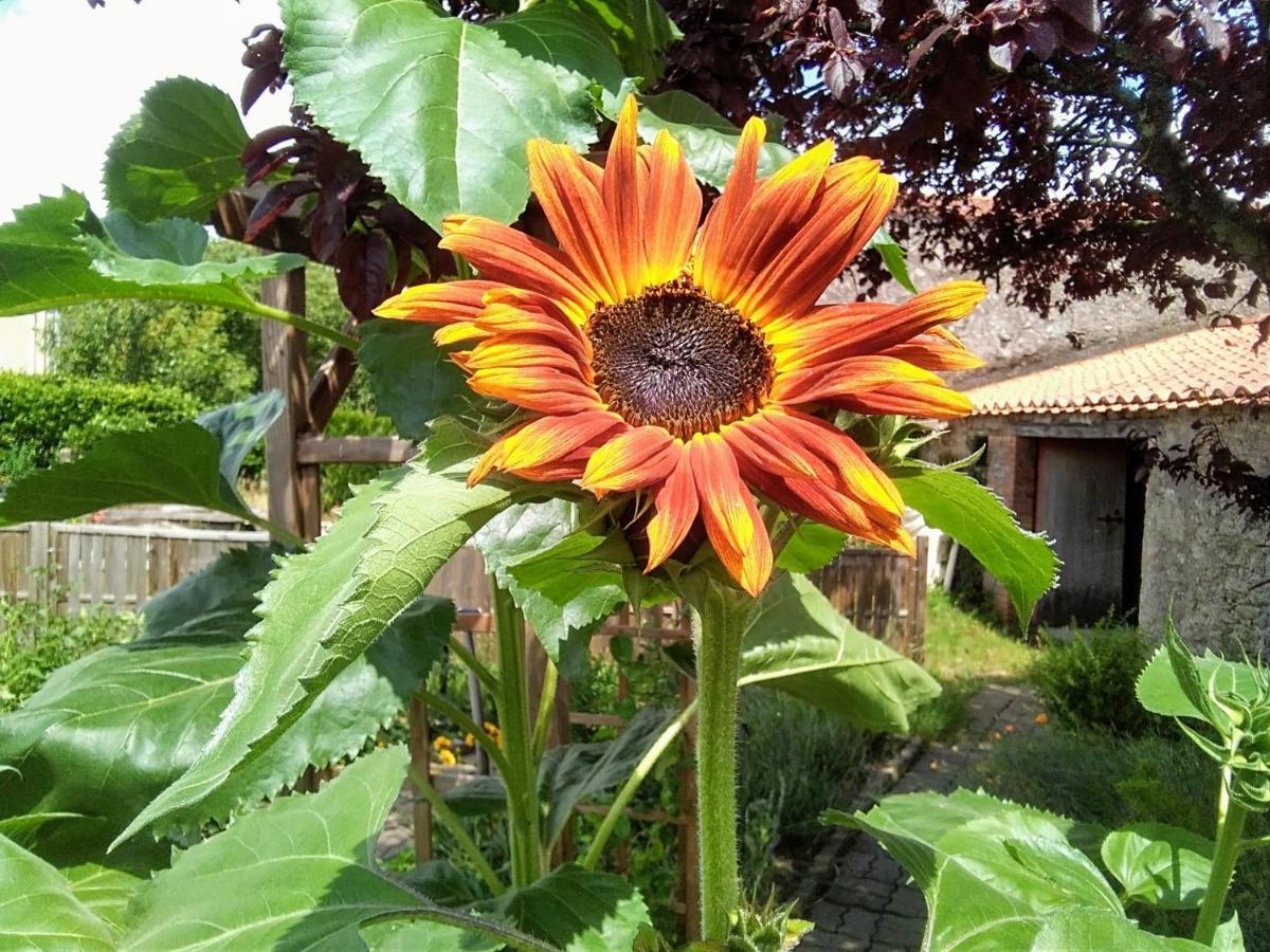 Bed and Breakfast Les Tournesols La Bernardiere Exterior foto